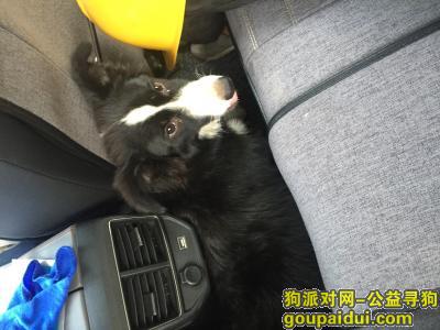 9.4日在上海银都路附近发现一条边牧，它是一只非常可爱的宠物狗狗，希望它早日回家，不要变成流浪狗。