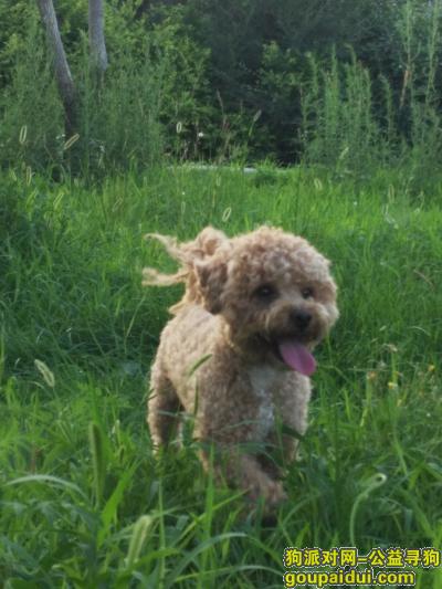 长春丢狗，长春市新竹花园走失泰迪犬，它是一只非常可爱的宠物狗狗，希望它早日回家，不要变成流浪狗。