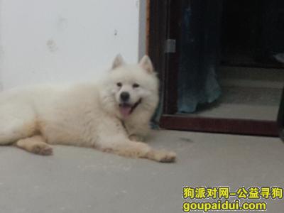 临安捡到一条公萨摩耶，纯白，它是一只非常可爱的宠物狗狗，希望它早日回家，不要变成流浪狗。