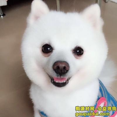 寻找纯白色小型博美犬，名字叫lucky，七岁，，它是一只非常可爱的宠物狗狗，希望它早日回家，不要变成流浪狗。