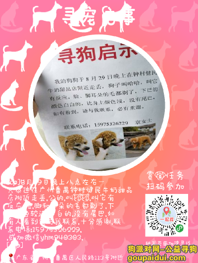 广州丢狗，番禺钟村丢失棕色泰迪一只，它是一只非常可爱的宠物狗狗，希望它早日回家，不要变成流浪狗。
