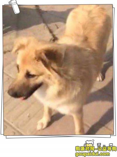 合肥市瑶海区和平路寻找黄色田园犬，它是一只非常可爱的宠物狗狗，希望它早日回家，不要变成流浪狗。