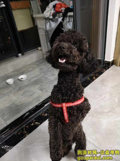 深圳捡到狗，捡到一只黑色或者咖啡色长腿贵宾一只，它是一只非常可爱的宠物狗狗，希望它早日回家，不要变成流浪狗。