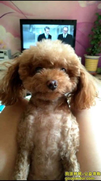 【天津找狗】，小体泰迪母狗莎莎6岁咖啡色，它是一只非常可爱的宠物狗狗，希望它早日回家，不要变成流浪狗。