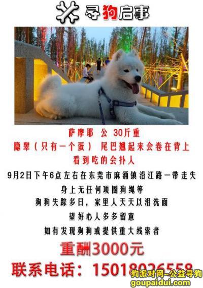 东莞市麻涌镇沿江路酬谢3千元寻找萨摩，它是一只非常可爱的宠物狗狗，希望它早日回家，不要变成流浪狗。