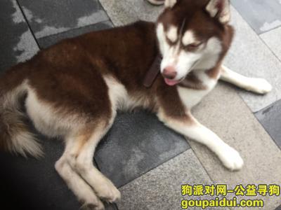【上海找狗】，捡到哈士奇异色瞳共和路梅园路！！，它是一只非常可爱的宠物狗狗，希望它早日回家，不要变成流浪狗。