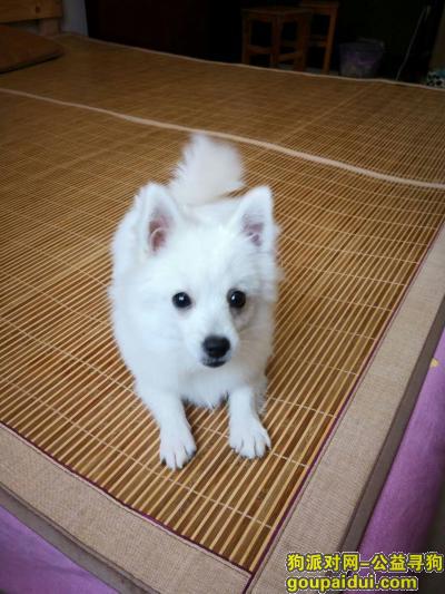 【嘉兴找狗】，博美贝贝公5斤左右白色，它是一只非常可爱的宠物狗狗，希望它早日回家，不要变成流浪狗。