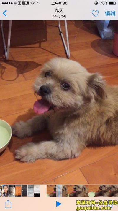 【深圳捡到狗】，9.7日晚在深大小西门附近捡到一只小黄毛母狗，它是一只非常可爱的宠物狗狗，希望它早日回家，不要变成流浪狗。