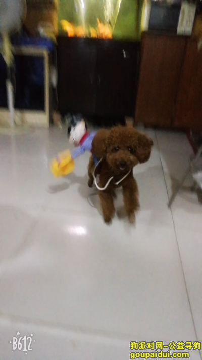 【南京找狗】，浦口桥北明发滨江新城丢失一只红棕色泰迪 公，它是一只非常可爱的宠物狗狗，希望它早日回家，不要变成流浪狗。