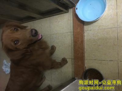 佛山寻狗主人，禅城张槎村尾捡到金毛一只，它是一只非常可爱的宠物狗狗，希望它早日回家，不要变成流浪狗。