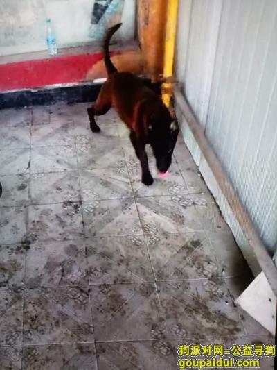 不慎在鱼化寨丢失马犬一只，它是一只非常可爱的宠物狗狗，希望它早日回家，不要变成流浪狗。