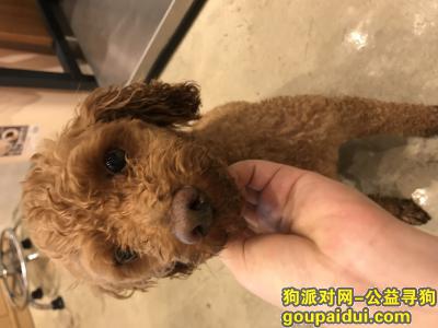 上海捡到狗，上海普陀区延长西路沪太路捡到一只公泰迪，它是一只非常可爱的宠物狗狗，希望它早日回家，不要变成流浪狗。