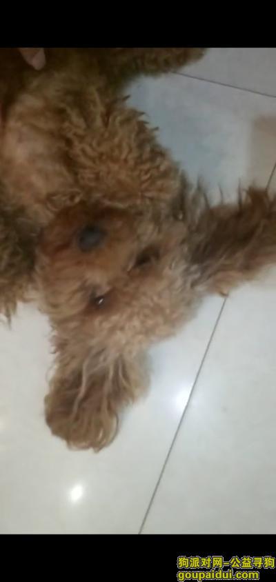 寻找公泰迪丢失在临泉县姜寨镇少林育才小学旁边不锈钢，它是一只非常可爱的宠物狗狗，希望它早日回家，不要变成流浪狗。