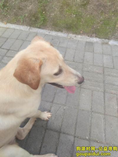 【杭州找狗】，寻爱犬七个月的拉布拉多犬，它是一只非常可爱的宠物狗狗，希望它早日回家，不要变成流浪狗。