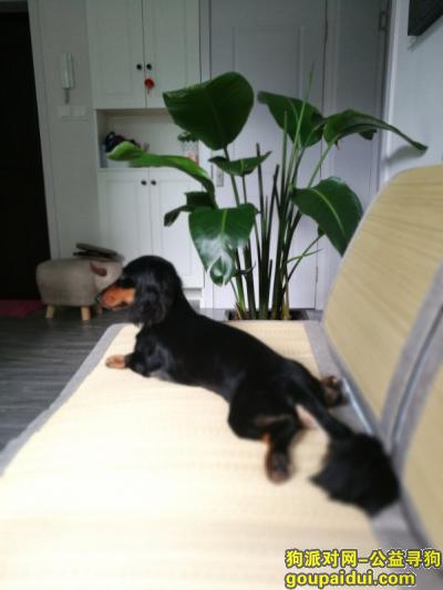 【上海找狗】，9月9日在东兰路龙茗路丢失一只黑色腊肠犬，它是一只非常可爱的宠物狗狗，希望它早日回家，不要变成流浪狗。
