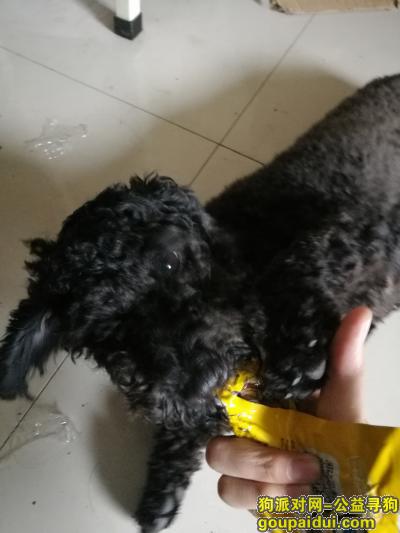 重庆找狗主人，黑色泰迪一只短尾巴雌性，它是一只非常可爱的宠物狗狗，希望它早日回家，不要变成流浪狗。