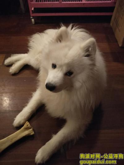 【重庆找狗】，寻找走失的雄性萨摩耶，它是一只非常可爱的宠物狗狗，希望它早日回家，不要变成流浪狗。
