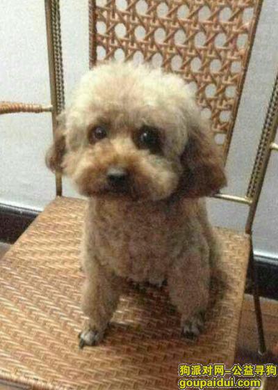 长宁西区（临空），丢失咖啡色泰迪母狗，它是一只非常可爱的宠物狗狗，希望它早日回家，不要变成流浪狗。