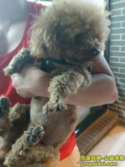 斜土路茶陵路路口捡到咖啡色泰迪犬一只，它是一只非常可爱的宠物狗狗，希望它早日回家，不要变成流浪狗。