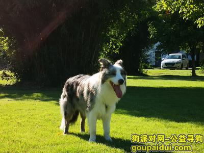 【上海找狗】，5000元重金寻爱犬（边境牧羊犬），它是一只非常可爱的宠物狗狗，希望它早日回家，不要变成流浪狗。