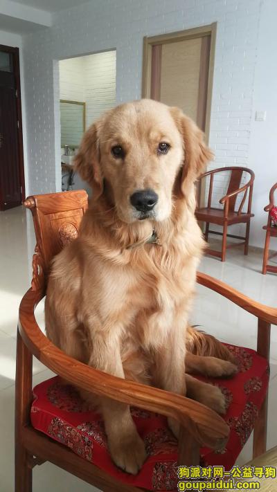 【济南找狗】，万元重金寻海那城丢失金毛狗，它是一只非常可爱的宠物狗狗，希望它早日回家，不要变成流浪狗。