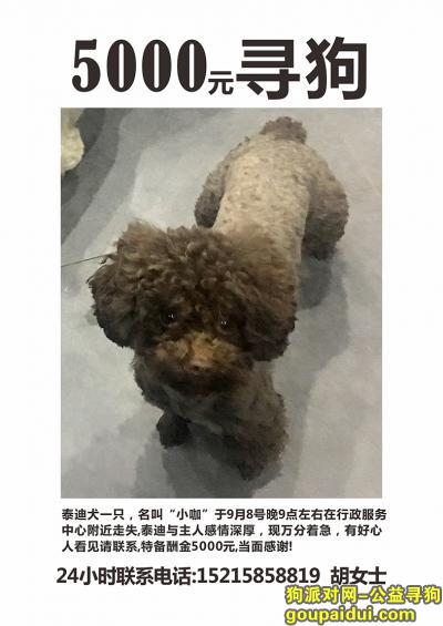 义乌寻狗启示，5000元寻泰迪“”小咖“”，它是一只非常可爱的宠物狗狗，希望它早日回家，不要变成流浪狗。