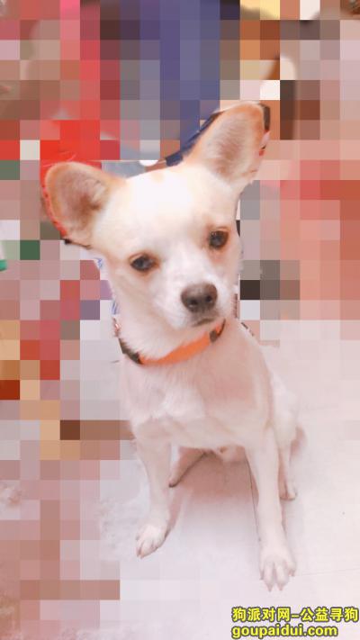 哈尔滨寻狗启示，帮小狗找主人 哈尔滨市香坊区 18年9月11日，它是一只非常可爱的宠物狗狗，希望它早日回家，不要变成流浪狗。