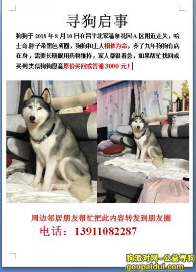 【北京找狗】，5000元寻9岁哈士奇公狗，它是一只非常可爱的宠物狗狗，希望它早日回家，不要变成流浪狗。