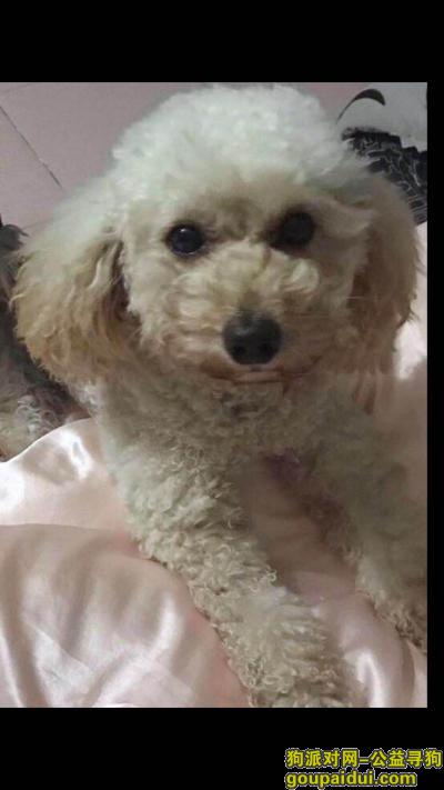 珠海香洲区五洲康城北门酬谢三千元寻找贵宾，它是一只非常可爱的宠物狗狗，希望它早日回家，不要变成流浪狗。