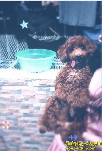 广东省惠州市惠东县大岭镇赏金棕红贵宾犬，它是一只非常可爱的宠物狗狗，希望它早日回家，不要变成流浪狗。