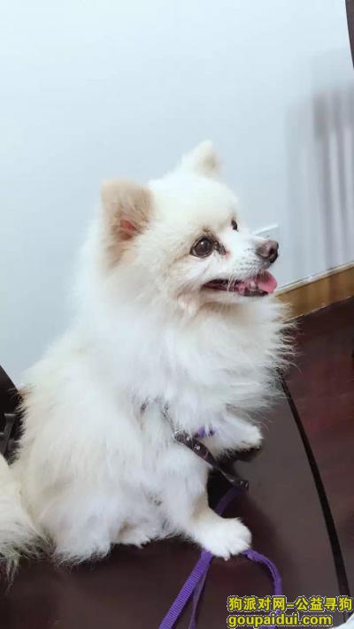 【上海找狗】，上海寻狗必当重谢2000，寻狗，它是一只非常可爱的宠物狗狗，希望它早日回家，不要变成流浪狗。