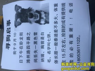 潍坊四平路卧龙街丢失黑色雪纳瑞，它是一只非常可爱的宠物狗狗，希望它早日回家，不要变成流浪狗。