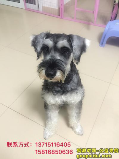 【深圳找狗】，寻狗启示-布吉-雪纳瑞，它是一只非常可爱的宠物狗狗，希望它早日回家，不要变成流浪狗。