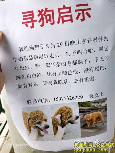 广州找狗，寻狗启示:广州番禺钟村寻找棕色泰迪，它是一只非常可爱的宠物狗狗，希望它早日回家，不要变成流浪狗。