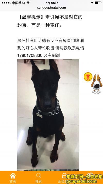 寻找爱犬哈德 黑色杜宾  酬金三万元，它是一只非常可爱的宠物狗狗，希望它早日回家，不要变成流浪狗。