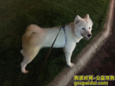 重庆捡到狗，捡到一只雄性萨姆耶，身上有蓝色绑带，它是一只非常可爱的宠物狗狗，希望它早日回家，不要变成流浪狗。