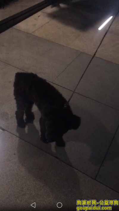 【上海捡到狗】，上海长宁区金光绿庭捡到黑色泰迪，请主人尽快联系!，它是一只非常可爱的宠物狗狗，希望它早日回家，不要变成流浪狗。