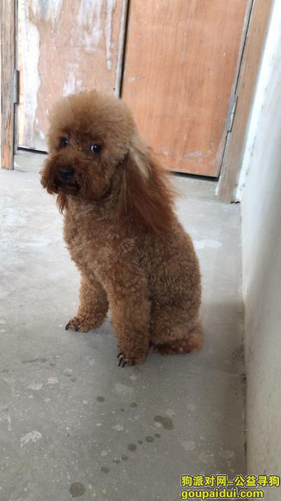 弋江区中央城丢失一条公棕色泰迪，它是一只非常可爱的宠物狗狗，希望它早日回家，不要变成流浪狗。