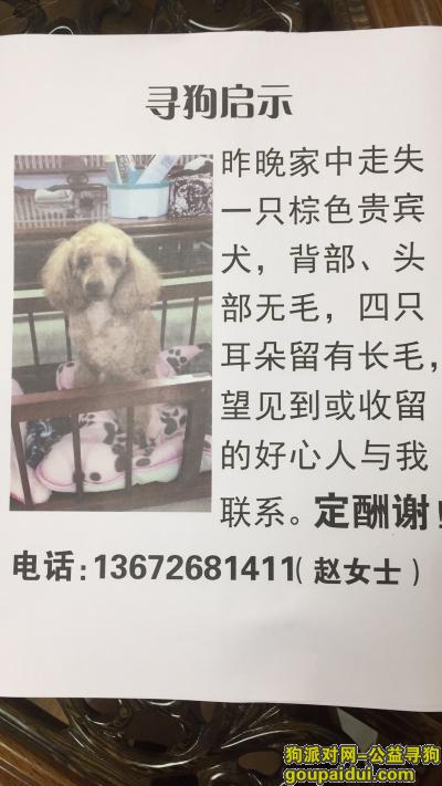 【郑州找狗】，9月14日晚金水区曼哈顿广场走失狗狗，它是一只非常可爱的宠物狗狗，希望它早日回家，不要变成流浪狗。
