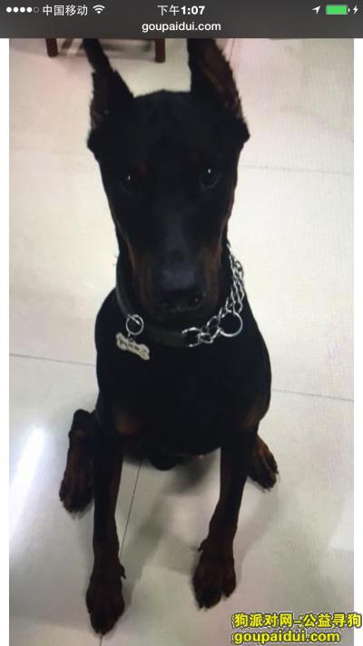 【温州找狗】，三万元酬金寻找爱犬哈德 黑色杜宾，它是一只非常可爱的宠物狗狗，希望它早日回家，不要变成流浪狗。