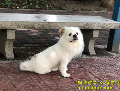 北京重金酬谢寻找京巴串公15斤白色重金答谢，它是一只非常可爱的宠物狗狗，希望它早日回家，不要变成流浪狗。