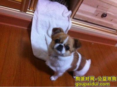 【郑州找狗】，希望广大好心群众帮忙寻找9岁吉娃娃，它是一只非常可爱的宠物狗狗，希望它早日回家，不要变成流浪狗。