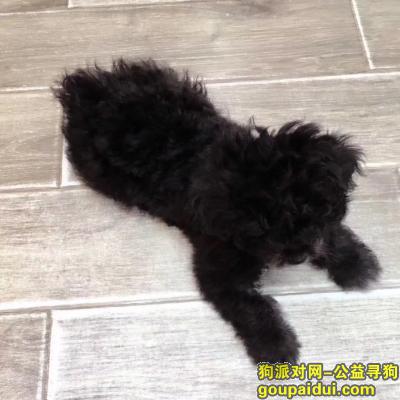 黑色小泰迪在多福路走失，，它是一只非常可爱的宠物狗狗，希望它早日回家，不要变成流浪狗。