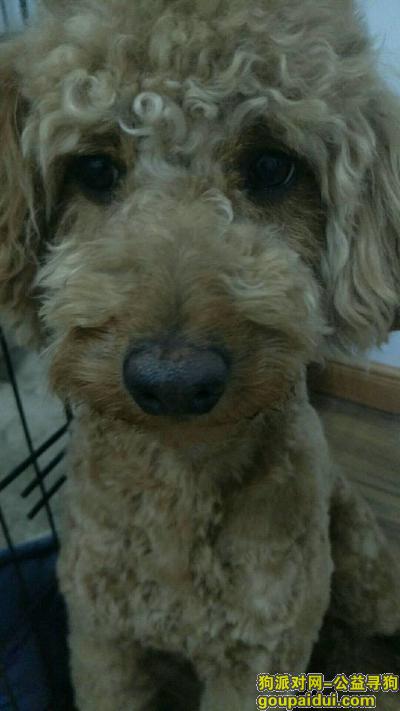【南京找狗】，成年泰迪狗走丢了，公狗，它是一只非常可爱的宠物狗狗，希望它早日回家，不要变成流浪狗。