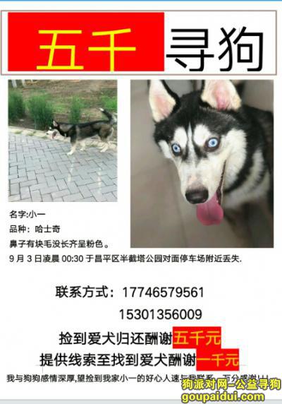 【北京找狗】，5000元寻找哈士奇，多谢好心人！！！，它是一只非常可爱的宠物狗狗，希望它早日回家，不要变成流浪狗。