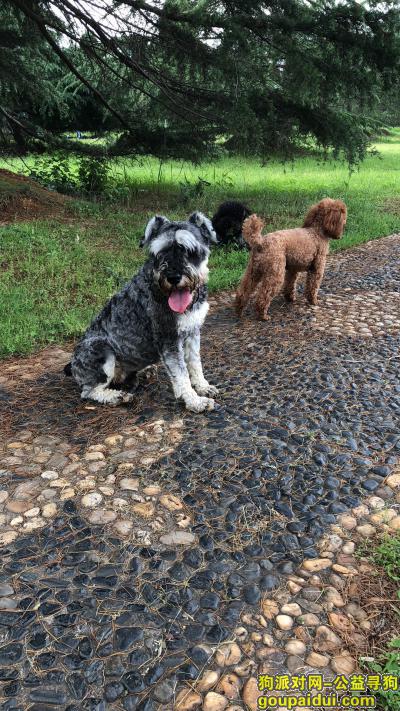 【长沙找狗】，新开铺附近遗失雪纳瑞，它是一只非常可爱的宠物狗狗，希望它早日回家，不要变成流浪狗。