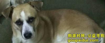 天津找狗-河西区渌水道往郊外方向丢失3岁公狗，它是一只非常可爱的宠物狗狗，希望它早日回家，不要变成流浪狗。