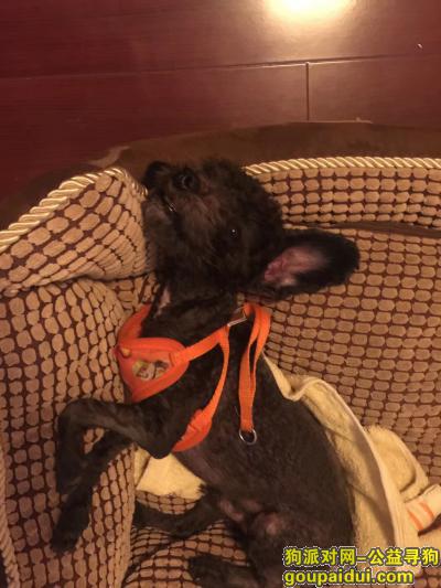 【福州找狗】，福州市仓山区寻找黑色泰迪，它是一只非常可爱的宠物狗狗，希望它早日回家，不要变成流浪狗。