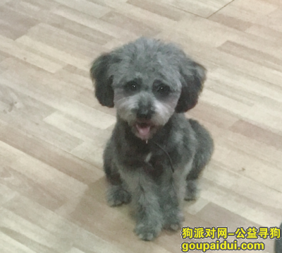 杭州寻狗，萧山区宁围镇顺发康庄寻爱犬，它是一只非常可爱的宠物狗狗，希望它早日回家，不要变成流浪狗。