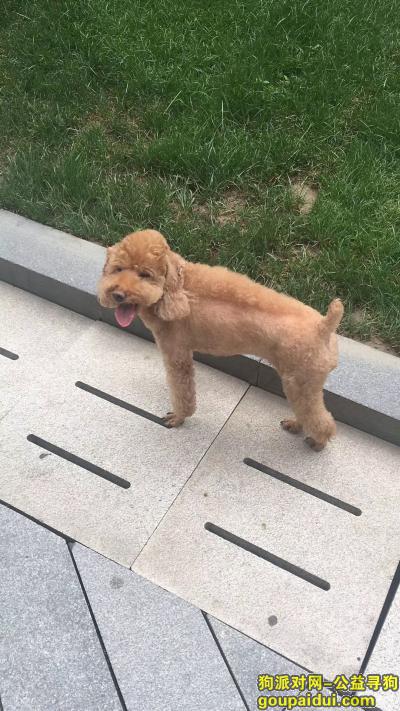 【北京找狗】，北京市朝阳区磨房北里小区寻找泰迪，它是一只非常可爱的宠物狗狗，希望它早日回家，不要变成流浪狗。